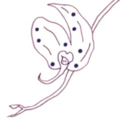 Photo de Jérôme Cuvelier