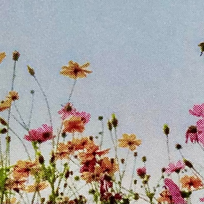 Photo de Sophie Pellerin